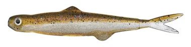 Evergreen International Last Ace 75