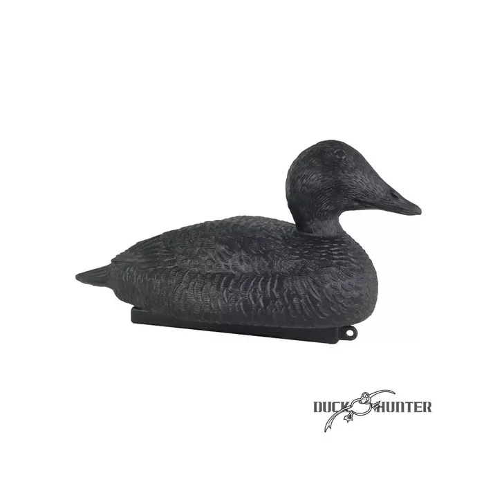 Forme d’eider noire magnum