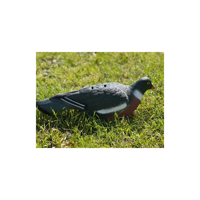 Formes de pigeon coquille HD x12